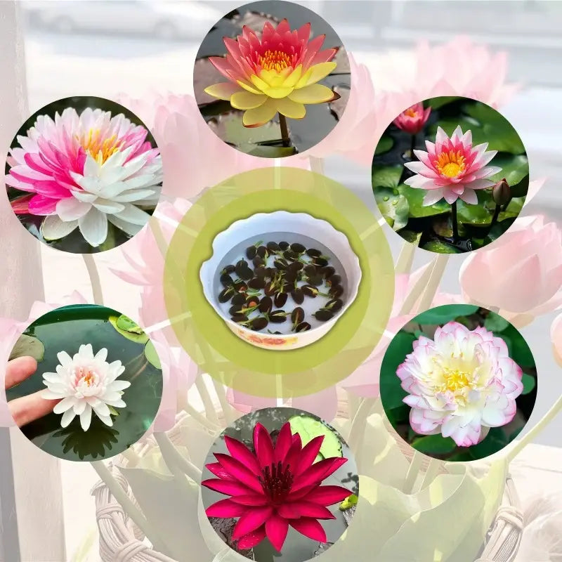 Espaces vides et froids, Vides ? Regarde ton bourgeon de lotus dans 7 jours !
