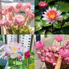 Espaces vides et froids, Vides ? Regarde ton bourgeon de lotus dans 7 jours !