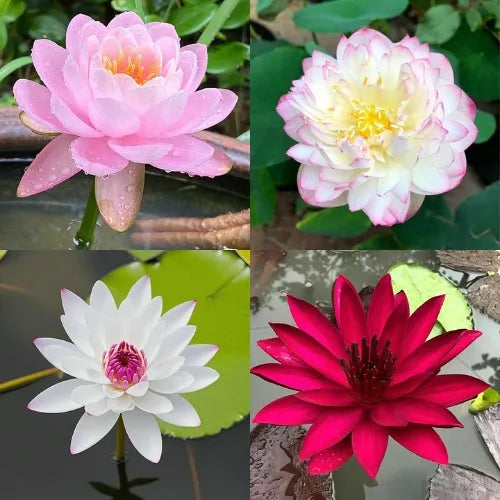 Espaces vides et froids, Vides ? Regarde ton bourgeon de lotus dans 7 jours !