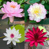 Espaces vides et froids, Vides ? Regarde ton bourgeon de lotus dans 7 jours !