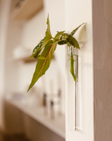 Väggmonterad vas för hydrokultur – Stilren och praktisk design