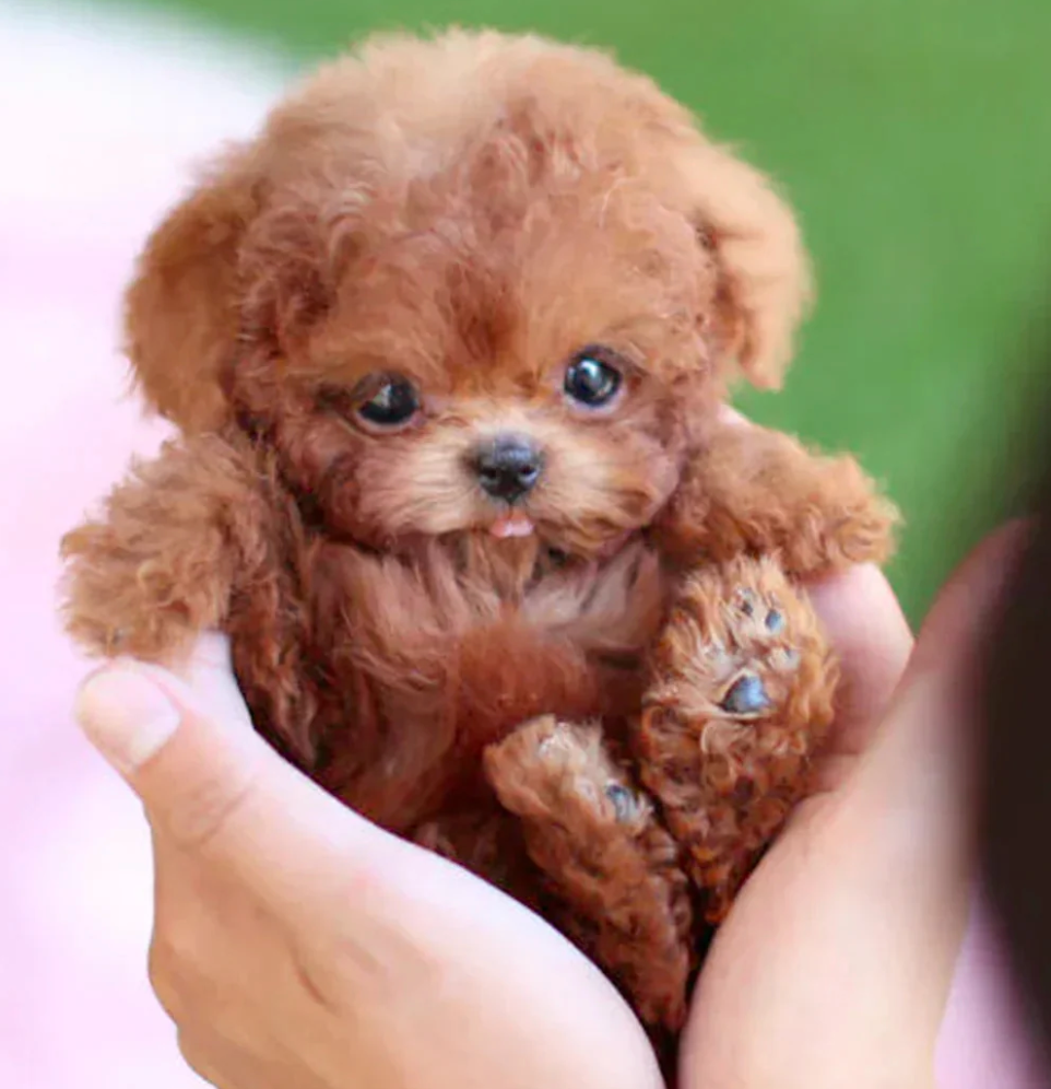 Nico le Chiot Robot en Peluche