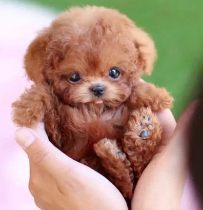 Nico le Chiot Robot en Peluche