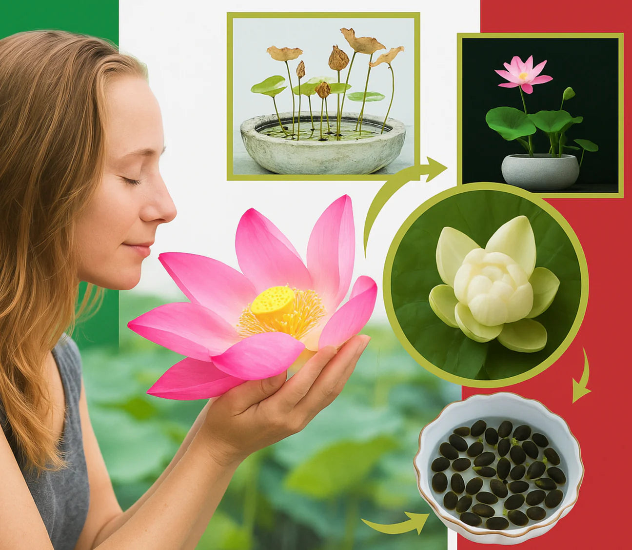 Espaces vides et froids, Vides ? Regarde ton bourgeon de lotus dans 7 jours !