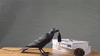 Ravenlicht: Sfeervolle Kunstlamp